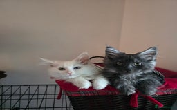 Maine Coon cats for stud: 3 amaizing cats available for stud duties! - Image 12