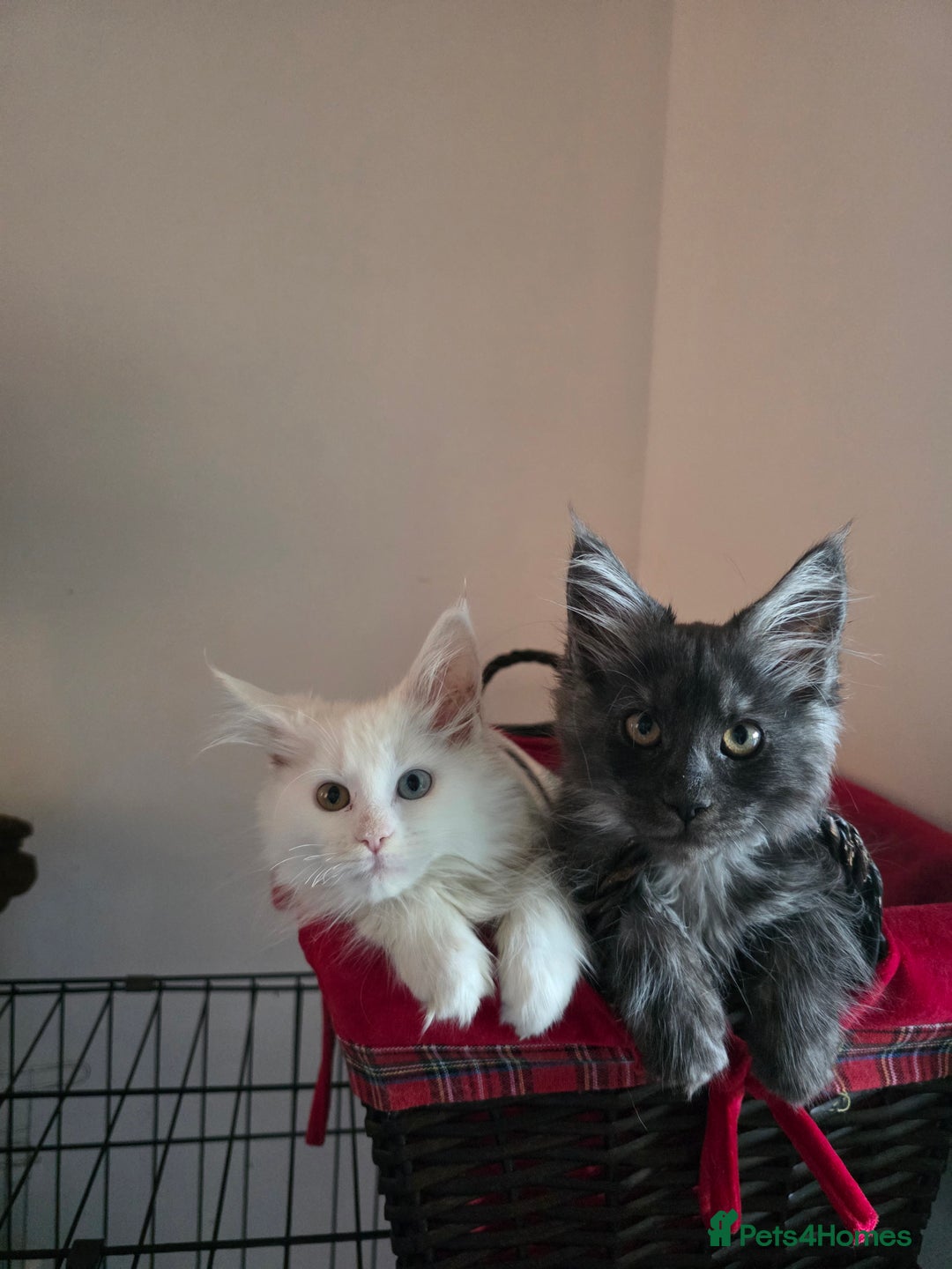 Maine Coon cats for stud: 3 amaizing cats available for stud duties! - Image 12