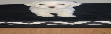 Maltese 1