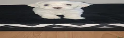 Maltese dogs for sale: Beautiful pure Maltese puppies  - Advert 13