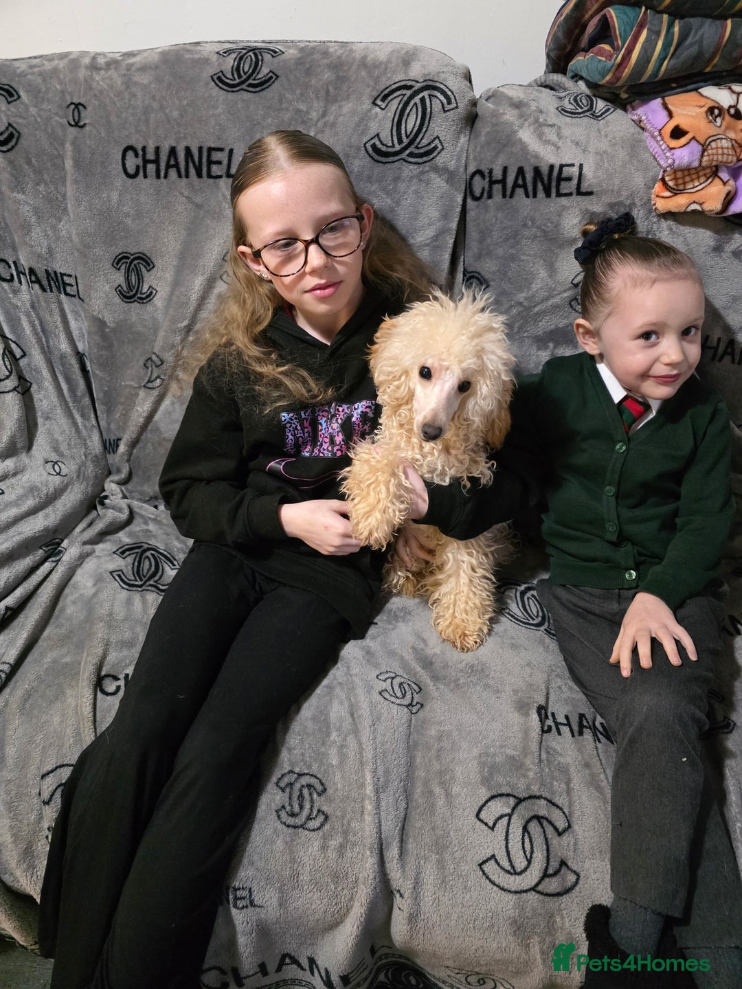 Toy Poodle dogs for sale: Toy poodle male  - Advert 3