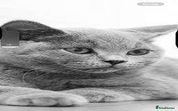 British Shorthair cats for sale: British shorthair  - Advert 1