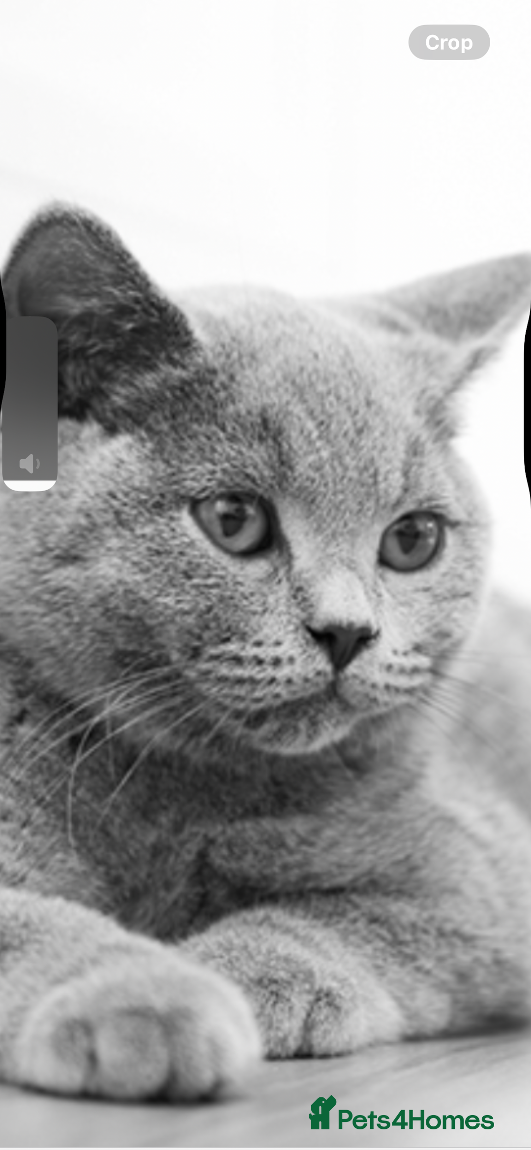 British Shorthair cats for sale: British shorthair  - Advert 1