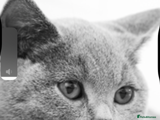 British Shorthair cats British shorthair - Advert 1
