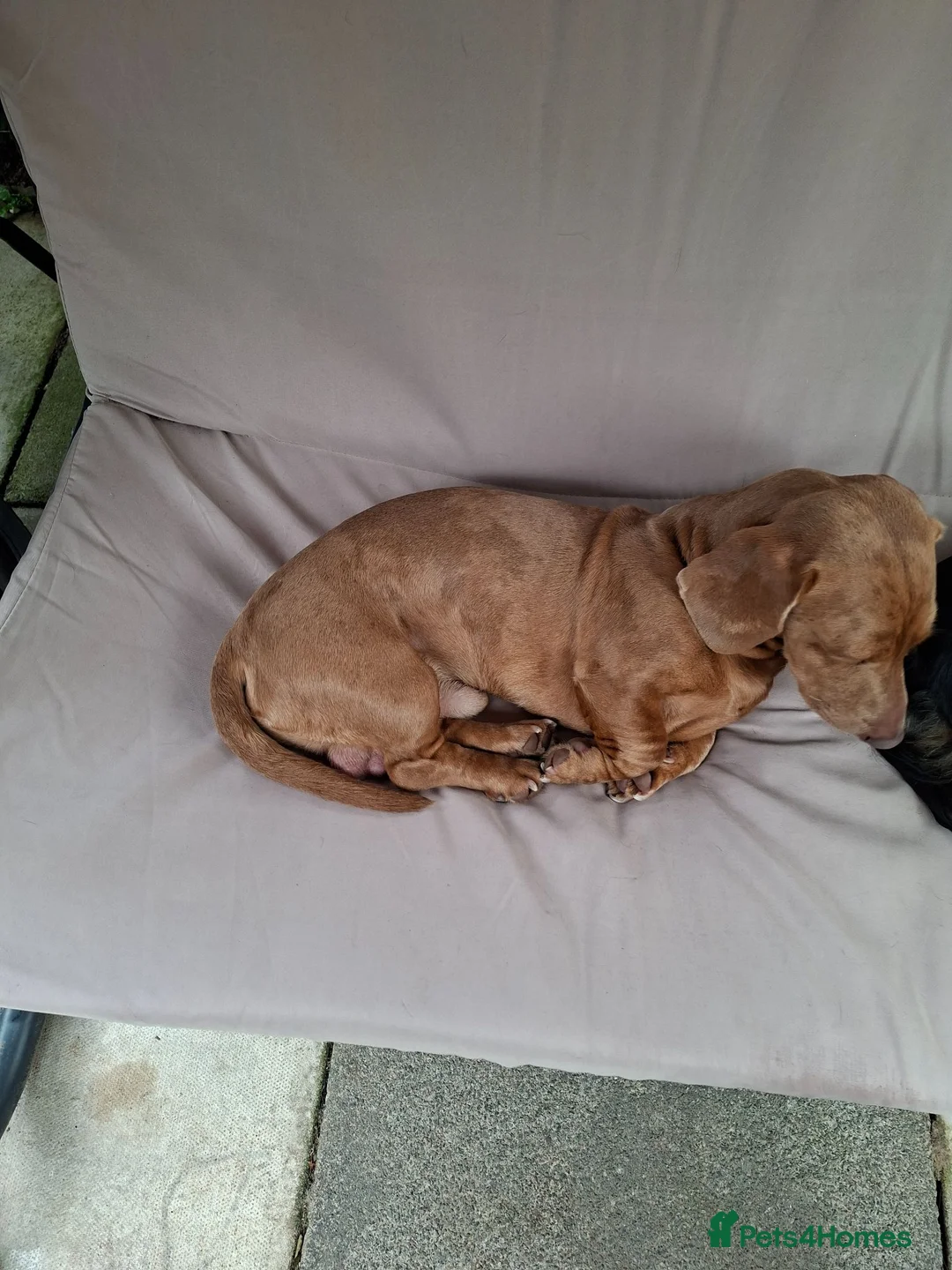 Miniature Dachshund dogs for sale: Brown dachshund  in Leominster - Advert 2