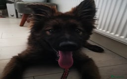 German Shepherd dogs for sale: TOP WORKING BLOODLINES LITTER  in Scunthorpe - Image 23