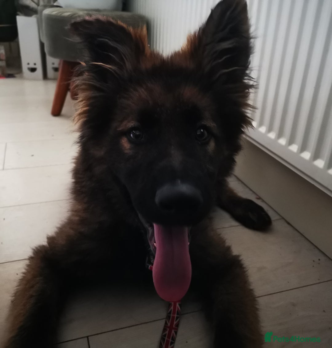 German Shepherd dogs for sale: TOP WORKING BLOODLINES LITTER  in Scunthorpe - Image 23