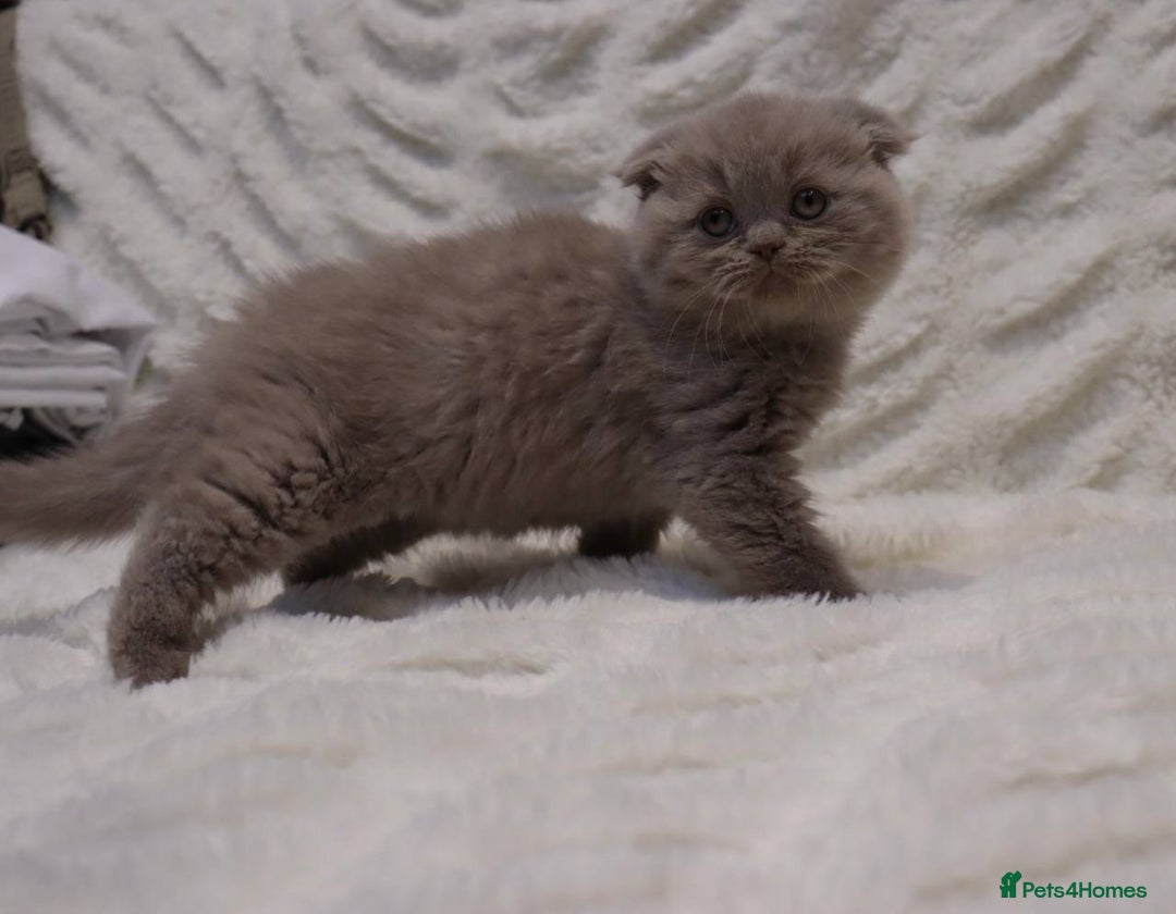 Scottish Fold cats for sale: Stunning Champions Bloodlines  kittens  - Advert 13