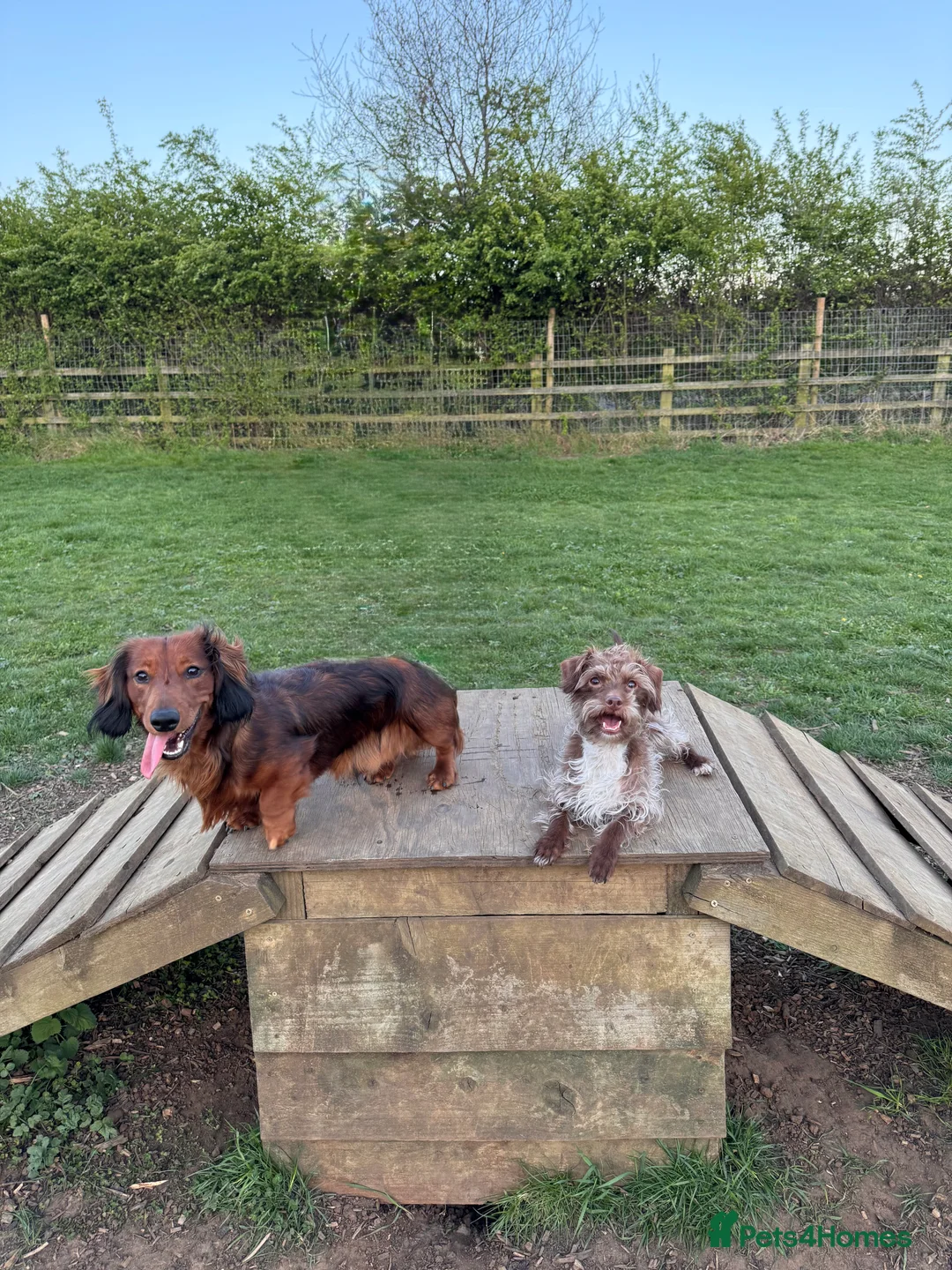 Dachshund dogs for sale: Charlie the Dachshund  - Advert 23