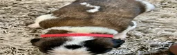 Saint Bernard dogs for sale: Beautiful KC registered show quality Puppies.  - Advert 25
