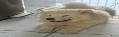 Chow Chow 1