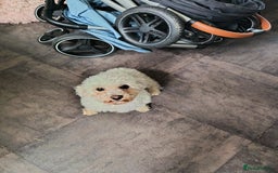 Bichon Frise dogs for sale: 5 year old Bichon Frise  - Image 3