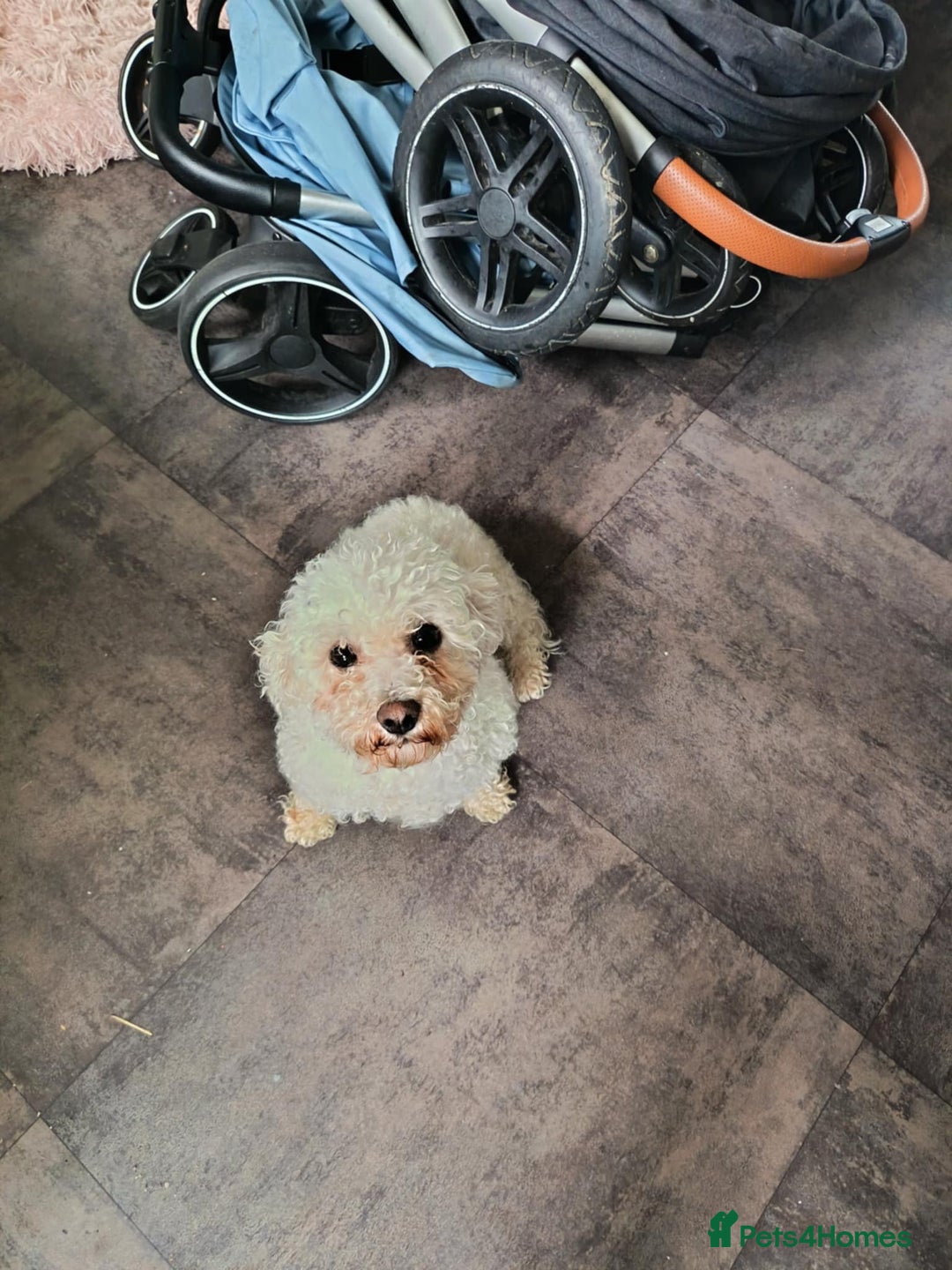 Bichon Frise dogs for sale: 5 year old Bichon Frise  - Image 3