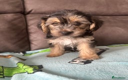 Morkie dogs for sale: Morkie Pups - Image 5