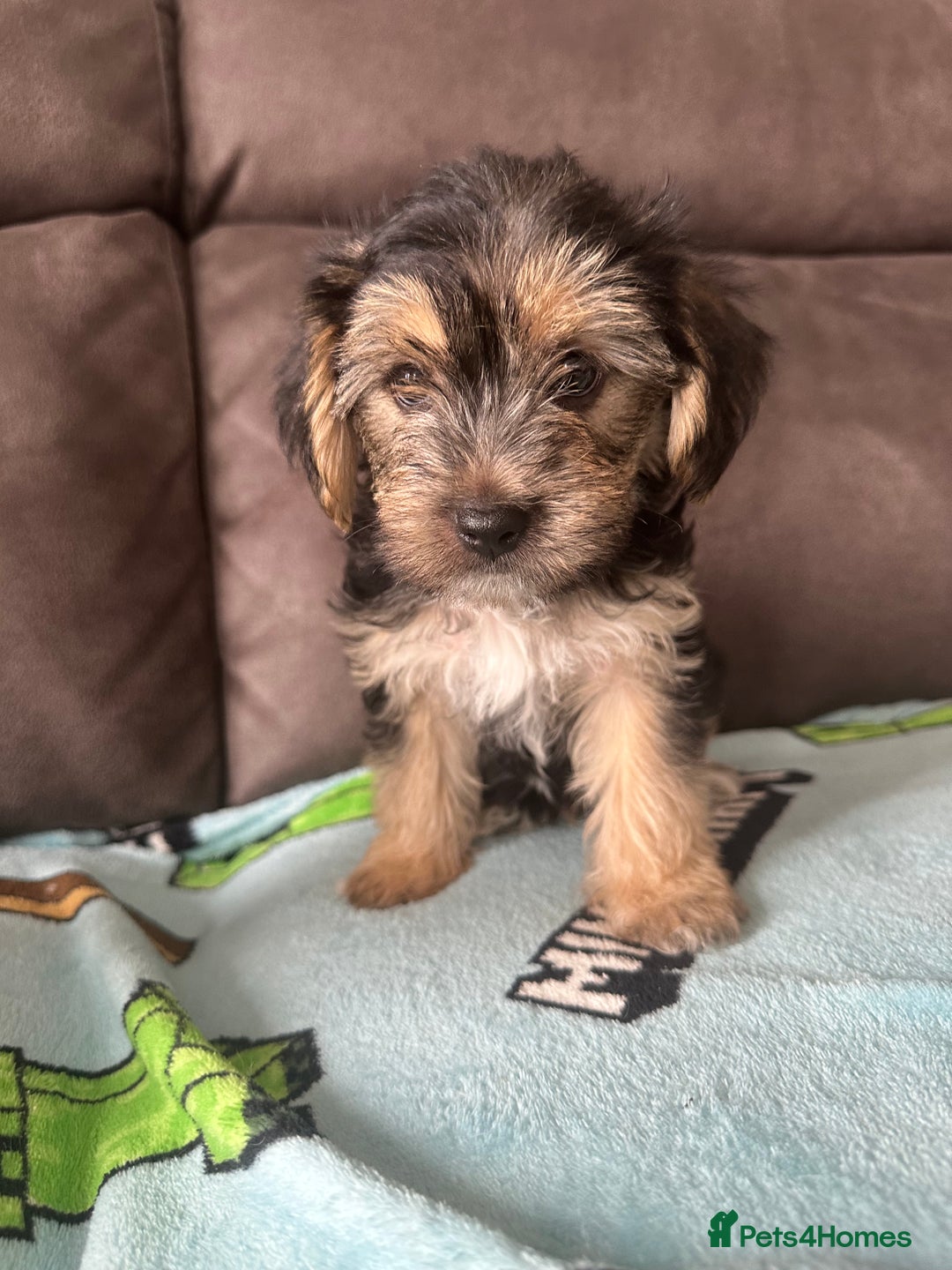 Morkie dogs for sale: Morkie Pups - Image 5