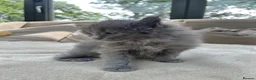Maine Coon cats for sale: Extraordinary Chunky Maine Coon Boys- Rare Quality - Advert 9