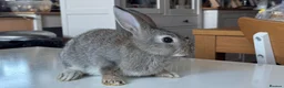 Mixed Breed rabbits for sale: Stunning, Hand-Reared Bunnies Seeking Forever home - Advert 3
