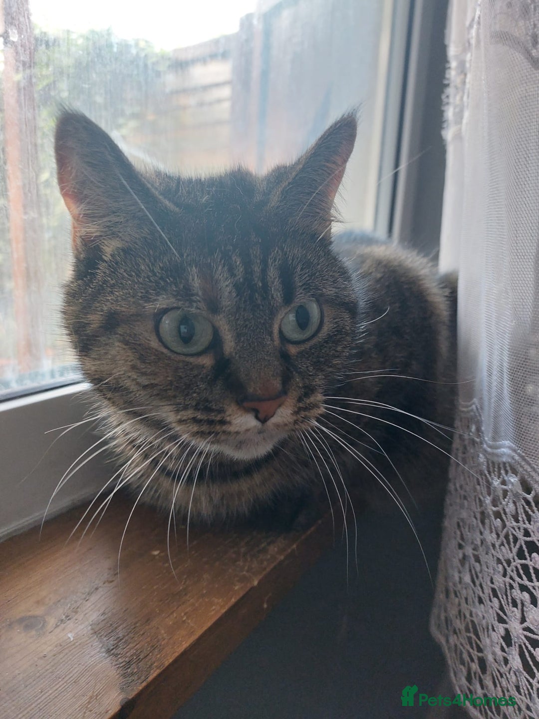 Mixed Breed cats for sale: Ria    - Advert 1