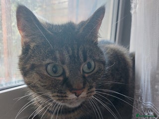 Mixed Breed cats Ria - Advert 1