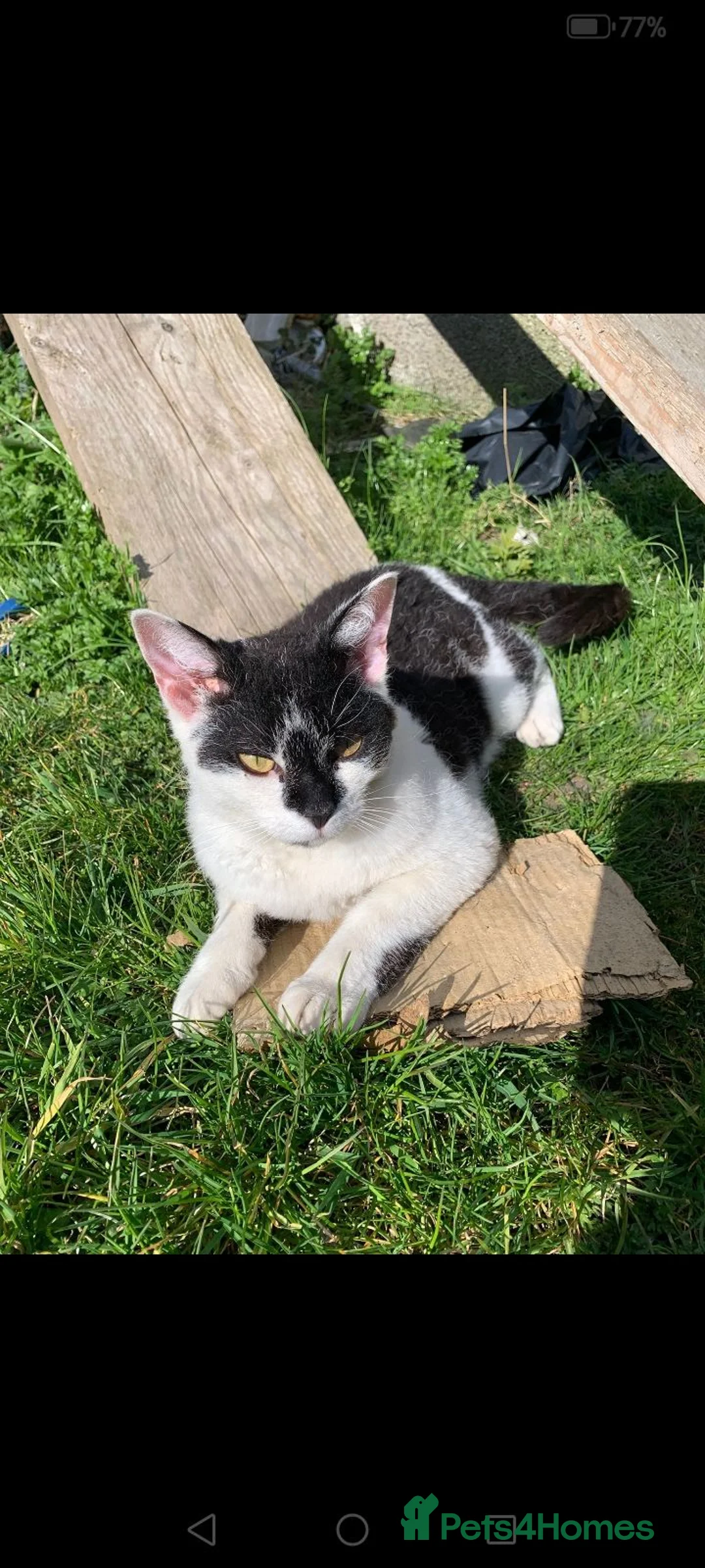 Mixed Breed cats for sale: Curly boy, fully outdoor - Advert 2