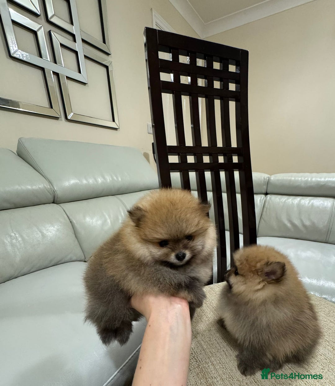 Pomeranian dogs for sale: Cute little pomeranians - Image 3