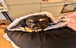 Mixed Breed dogs for sale: Dolly - Image 2