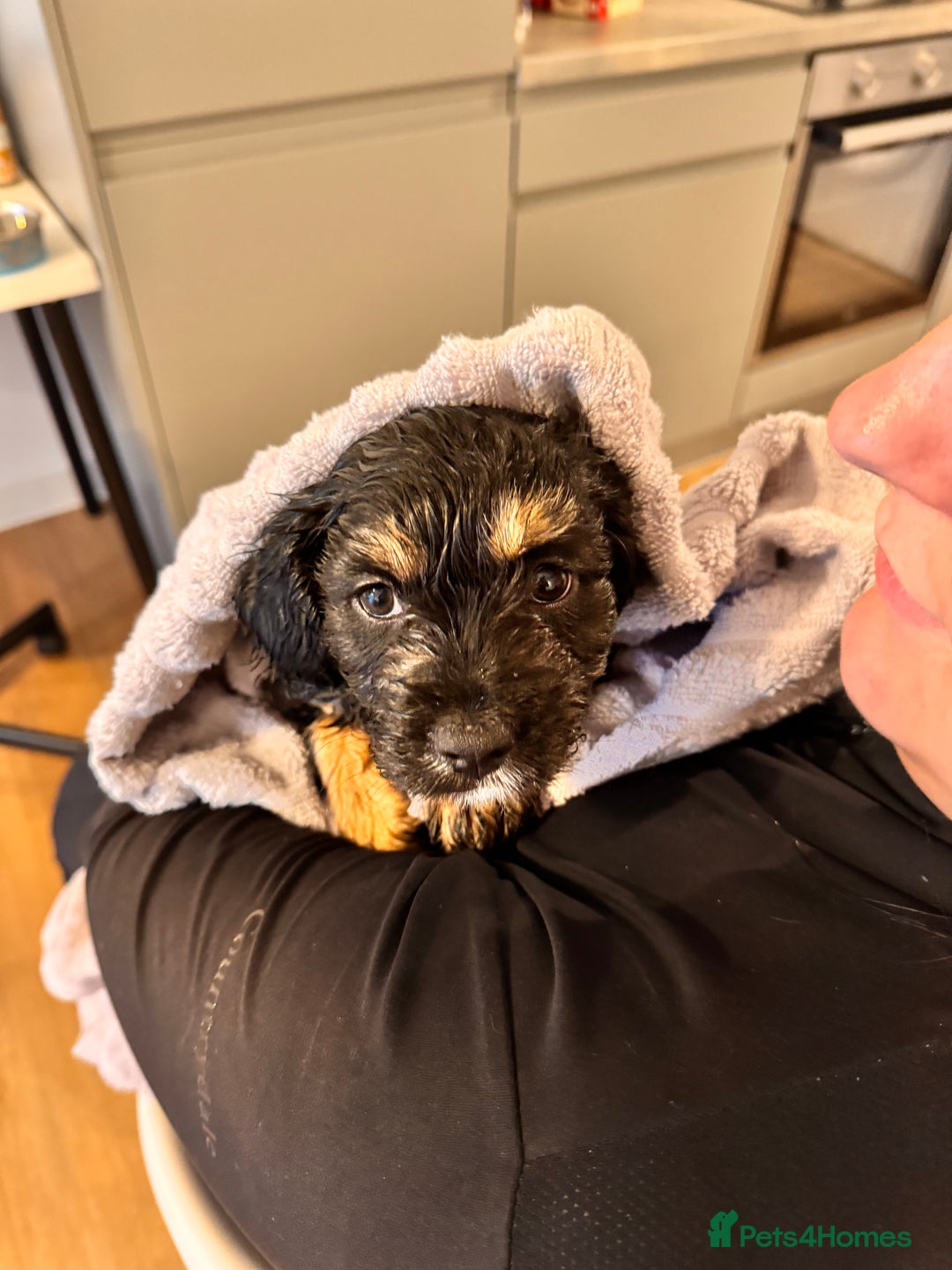 Mixed Breed dogs for sale: Dolly - Image 2