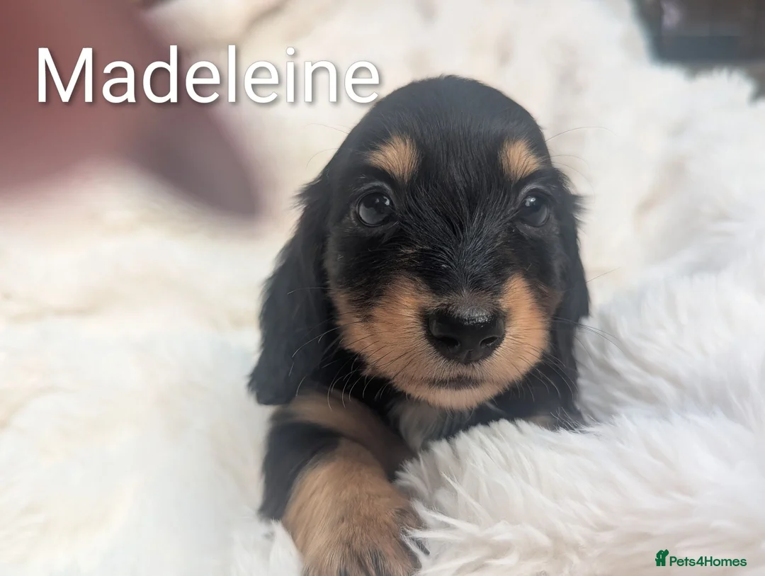 Miniature Dachshund dogs for sale: READY THIS WEEKEND 🏆Russian Champion lines  - Advert 1