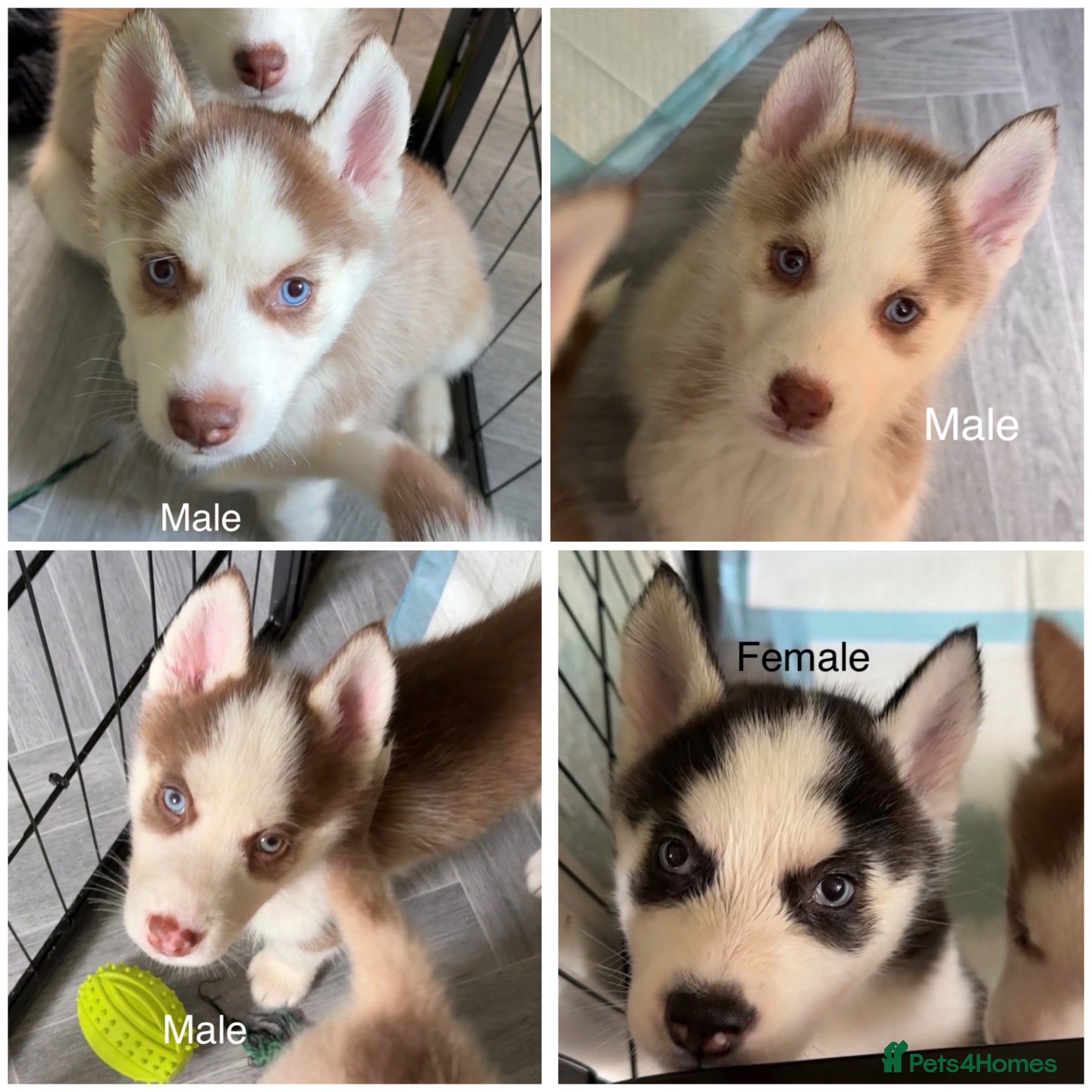 Siberian Husky dogs Epic Blue Eyed Husky Puppies – Imported Parents - Advert 12
