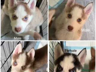 Siberian Husky dogs Epic Blue Eyed Husky Puppies – Imported Parents - Advert 12