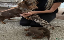 Dachshund dogs for sale: Dachshund puppies  - Image 5