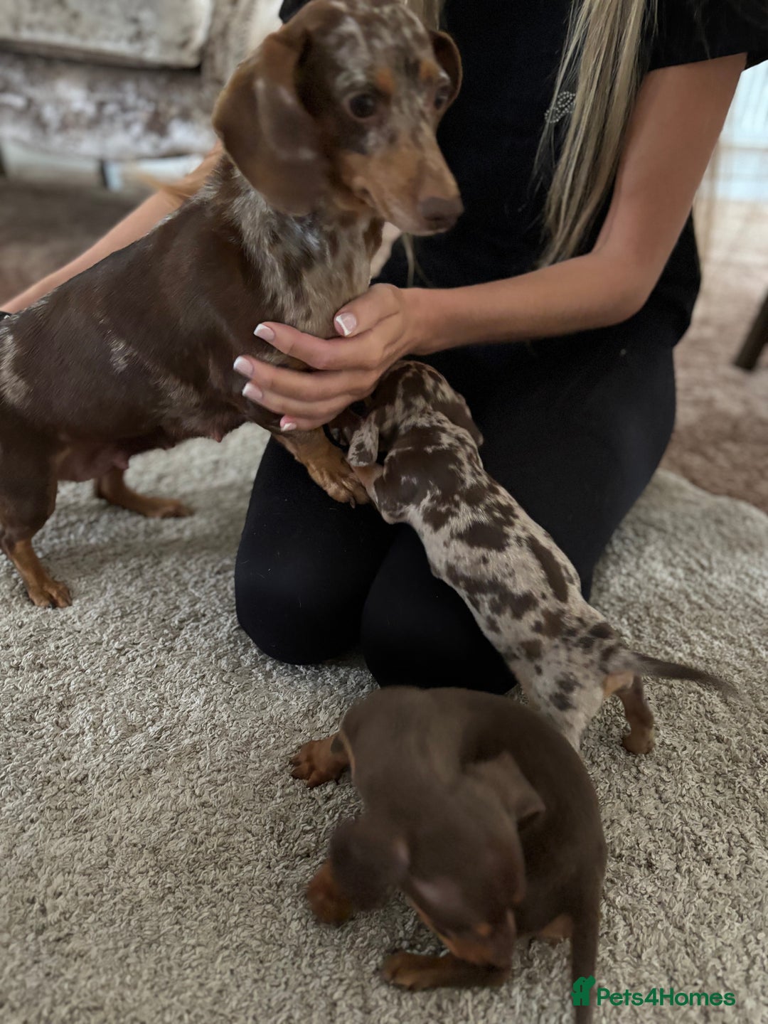Dachshund dogs for sale: Dachshund puppies  - Image 5