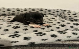 Staffordshire Bull Terrier dogs for sale: Champion lines Staffordshire Bull terrier puppies - Image 19