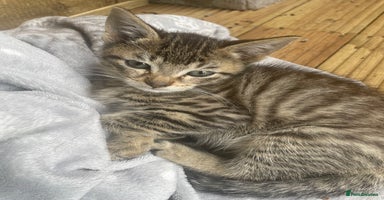 Mixed Breed cats - Advert 7