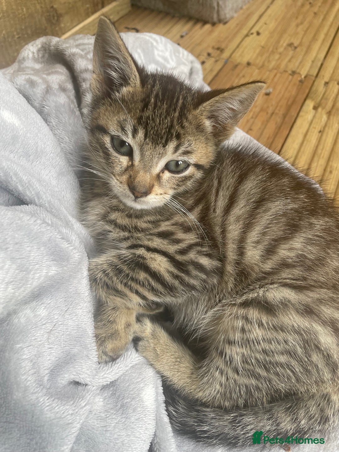 Mixed Breed cats for sale: One baby boy tabby - Image 3