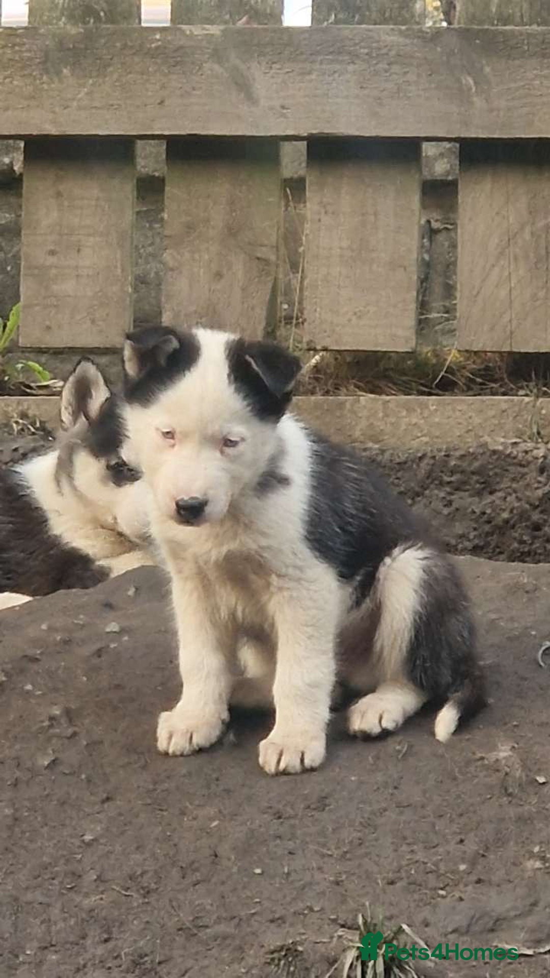 Siberian Husky dogs for sale: Adorable Black & Brown Husky Puppies –Great Price! - Image 7