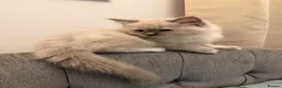 Ragdoll cats for sale: Ragdoll cat - Milo  in Horsham - Advert 1