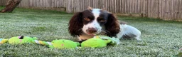 Cocker Spaniel dogs for sale: Cocker Spaniel needing a calmer home - Advert 1