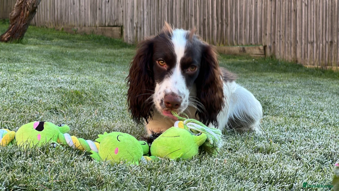 Cocker Spaniel dogs for sale: Cocker Spaniel needing a calmer home - Advert 1