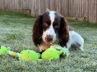 Cocker Spaniel dogs Cocker Spaniel needing a calmer home - Advert 3