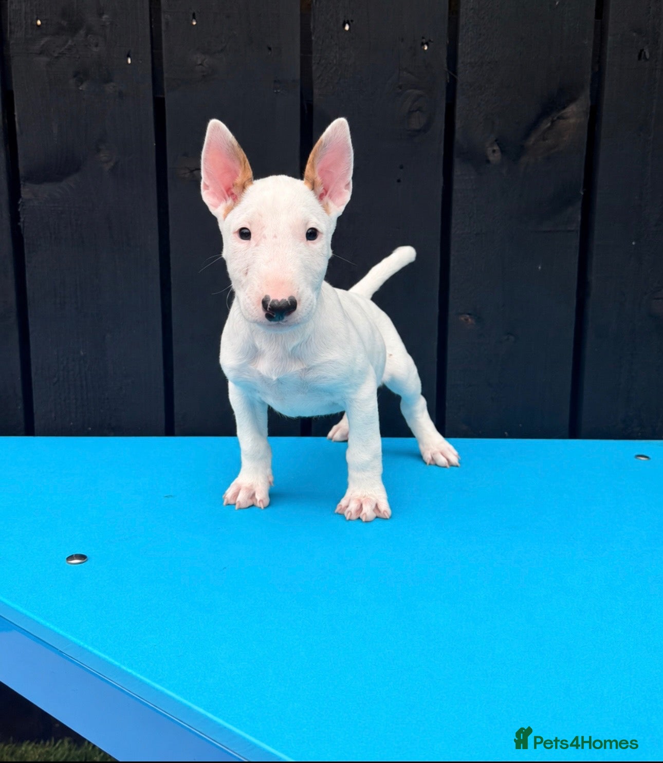 English Bull Terrier dogs Stunning English bull terrier puppies for sale  - Advert 1
