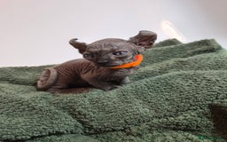 Sphynx cats for sale: Sphynx kitten - Image 4