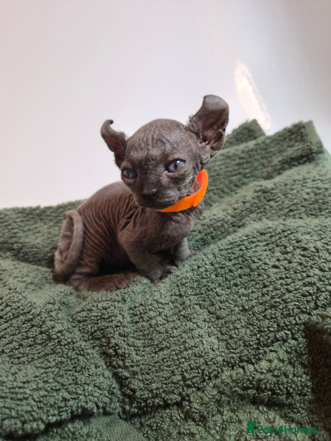 Sphynx cats for sale: Sphynx kitten - Image 4
