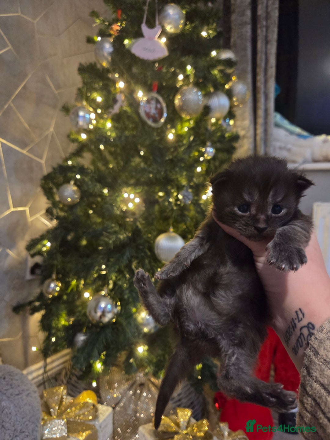 Maine Coon cats for sale: TICA registered MaineCoons 😸  - Advert 14