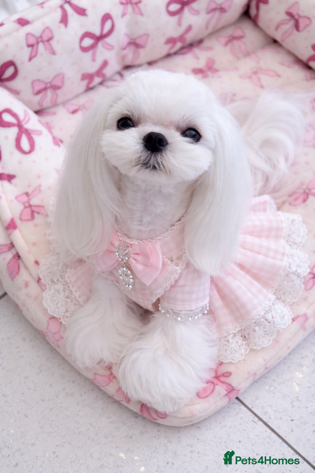 Maltese dogs 💗Gorgeous Korean baby girl 💗 - Advert 1