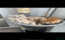 Persian cats for sale: Mink coloured Persian Mixed boys - Image 14