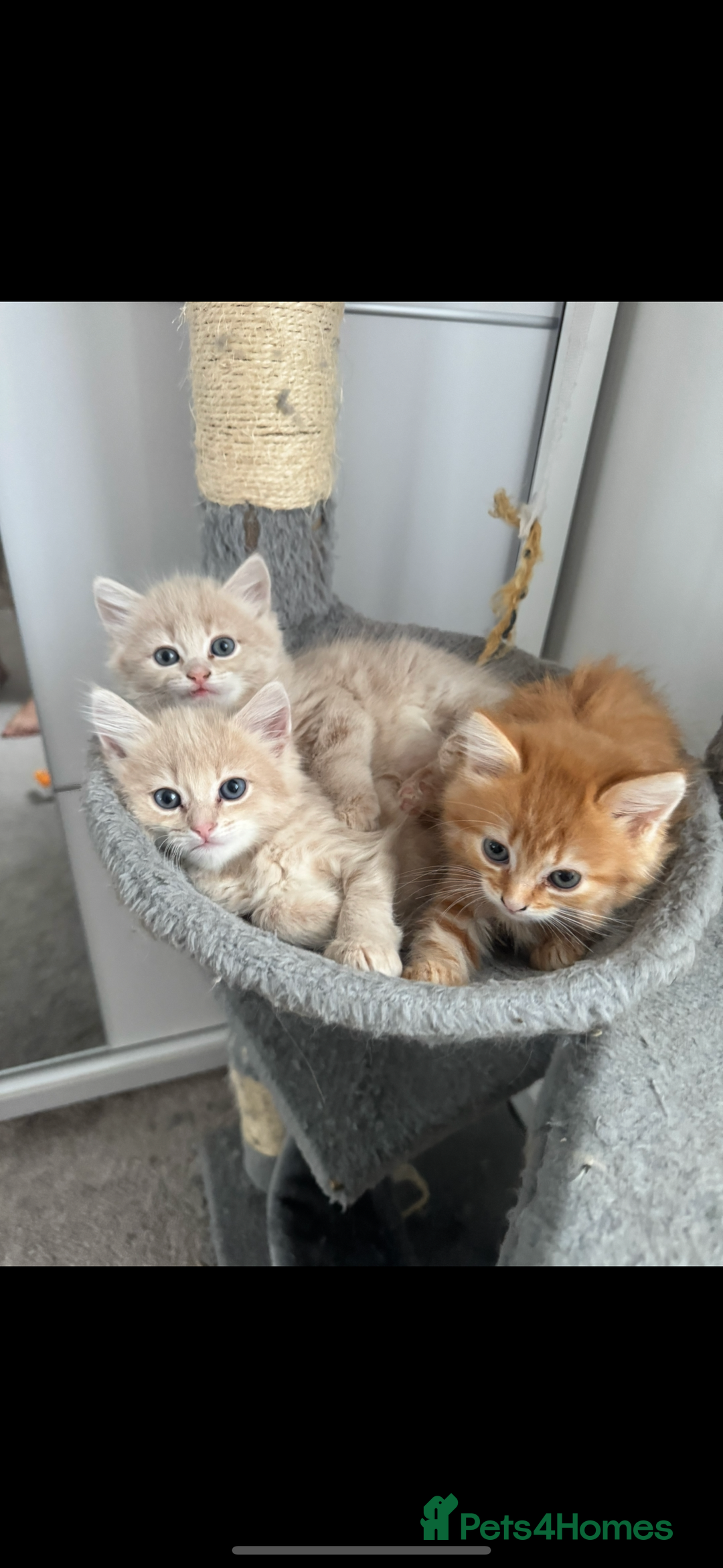Persian cats for sale: Mink coloured Persian Mixed boys - Image 14