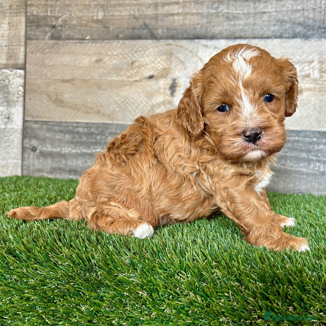 Cavapoo dogs for sale: Beautiful Toy Cavapoo Puppies for sale - Image 5