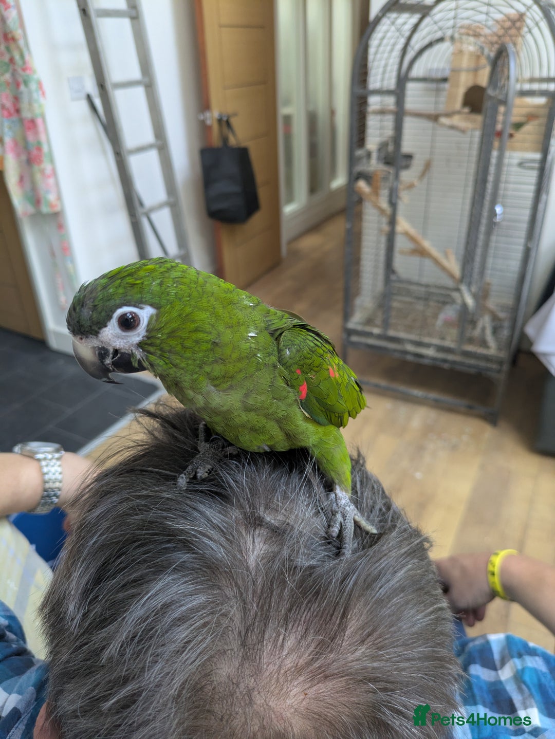 Macaws birds for sale: Ara Hahna red shouldered macaw tamed babies - Image 10