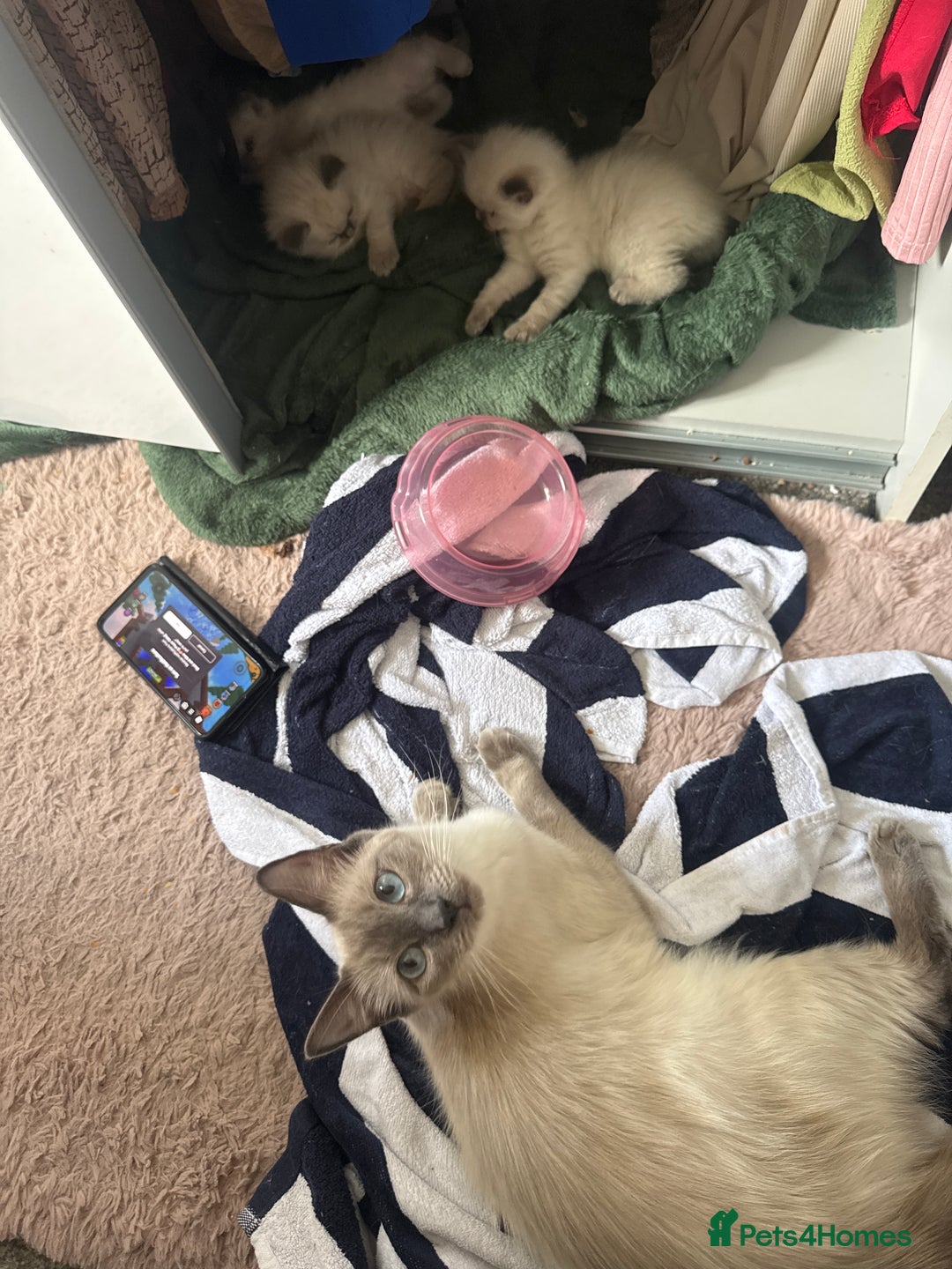 Ragdoll cats for sale: Ragdoll kittens  - Image 4
